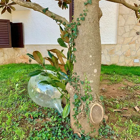 Oda ve Kahvaltı Maggi